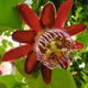 Winged-stem passionflower