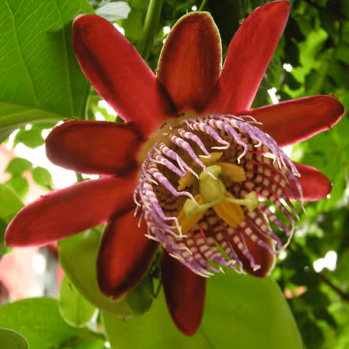 Winged-stem passionflower