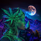 Wicked Weed Woman