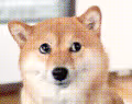 GODOGE FAM