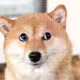 GODOGE FAM