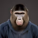 Ape NFT 804