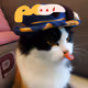 CatEdition