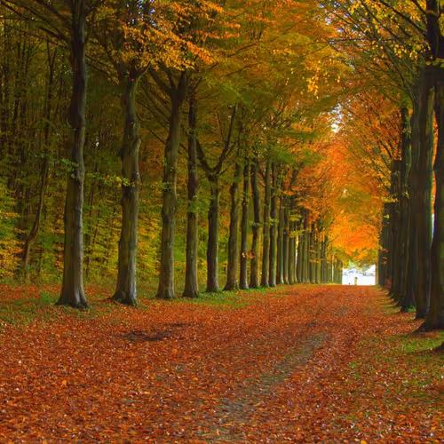 Quantum Dream Legends