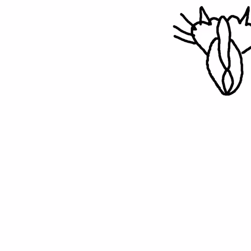 bibki