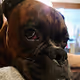 Pup Dog, Wonder Boxer of AZ