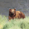 Katmai Visions