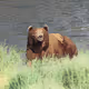 Katmai Visions