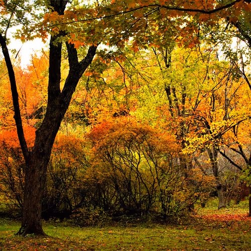 Shannon Photography