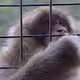 My Monkey Icon