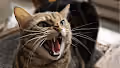 Kara Kedi y