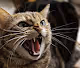 Kara Kedi y