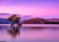 Bold Nature