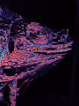 King Iguana