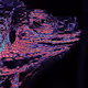 King Iguana
