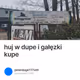 huj w dupe i gałęzki kupe