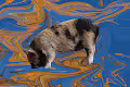 Barren The Mighty