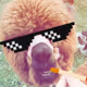 Thug Life Alpacas