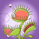 Fly Frogs Flytrap