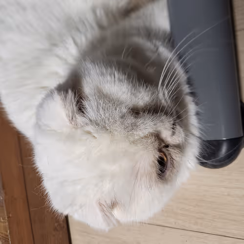 Real three cat