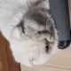 Real three cat