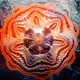 Breathing Fractal