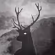 Infested Deers