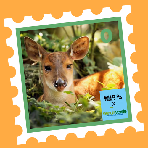 Wild Friends: Chuñito #0