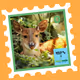 Wild Friends: Chuñito #0