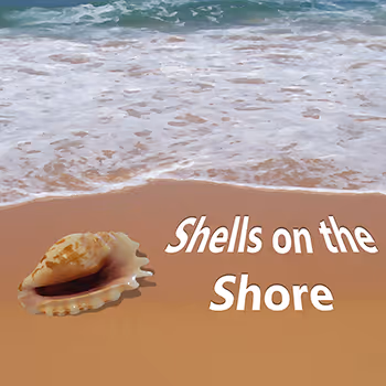 Shells on the Shore
