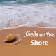 Shells on the Shore