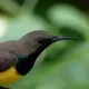 An Ode to the Olive-backed Sunbird