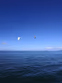 blue-sea