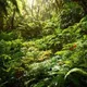 Cloud Forests