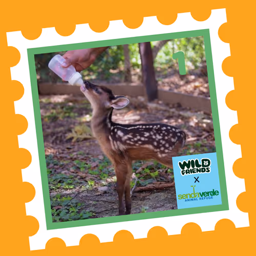 Wild Friends: Chuñito #1