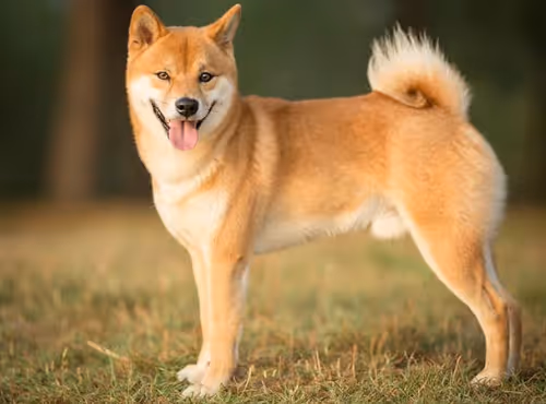 Bored Doge Yacht Club