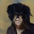 Hairy Carey