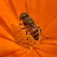 Macro Flower Kingdom