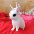 Silly Bunny