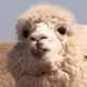 Lama Inu Collectiva
