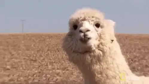 Lama Inu Collectiva