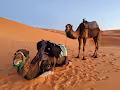 Golden camel's another story