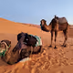Golden camel's another story