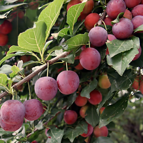 American plum