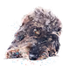 Woof World