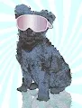 Happy Pumi of Odd Dogs Kennel Club
