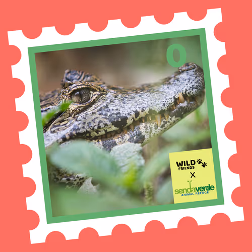 Wild Friends: Coco #0