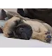 A Frugs Life