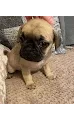 A Frugs Life