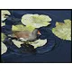 MARBLING BIRDS !